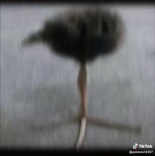 Unique Bird with One Leg