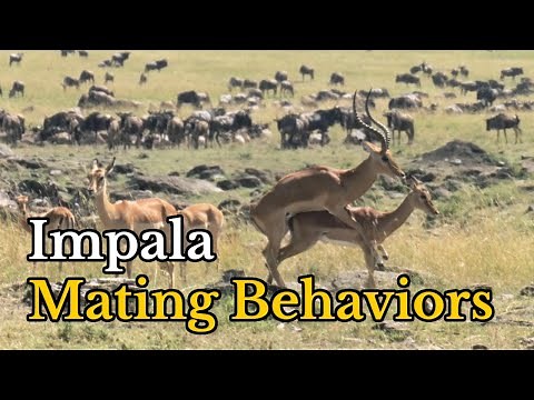 Surprising Facts About Impalas' Mating Behaviors | Aepyceros melampus Real Mating Footages