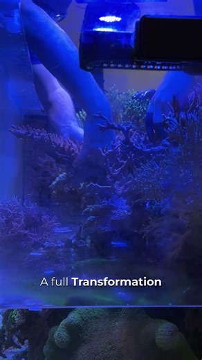 Aquascaping as Design #aquascaping