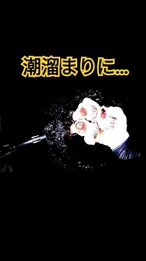 磯の潮溜まりに大量にうごめくアレを捕獲して... ＃石鯛釣り ＃伊豆半島 ＃ブッコミ釣り