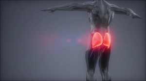 gluteus maximus - leg muscles anatomy animation