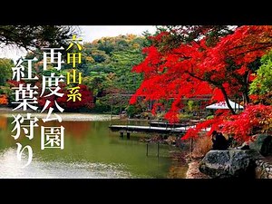 【絶景ハイク】神戸・再度公園で紅葉狩り🍁｜絶景の池と紅葉に癒される秋の山歩き