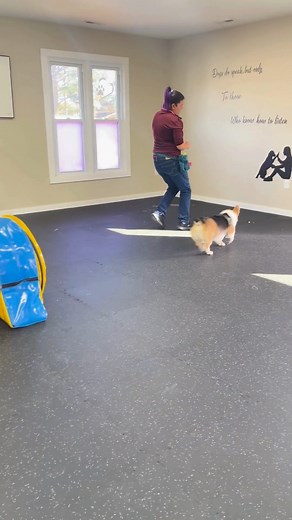 Agility isn’t just for competition dogs it’s for anyone who loves to have fun!  You don’t need experience or fancy gear to get started. Every class is about celebrating progress, learning new skills, and building joy into your training. You’ll leave with a happy, tired dog and a big smile of your own. ⬇ Comment your dog’s ‘superpower’... focus, speed, or enthusiasm? ⬇ #757Dogs #757DogTraining #Agility #757DogTrainer | Freak On A Leash, LLC | Facebook