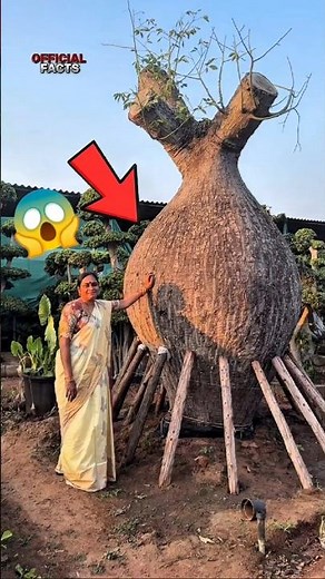 🌳 3 Strange Trees You Didn’t Know Existed! 😱 #Shorts