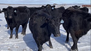 Breeding Stock & Bulls for Sale - Williamson Land and Cattle
