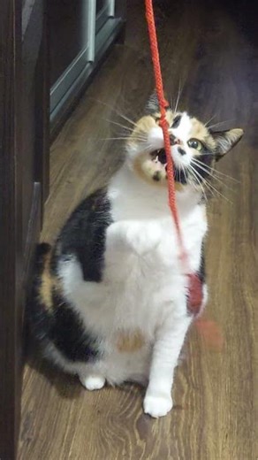Кошка постоянно грызет эту веревку! The cat keeps chewing on this string all the time 😼