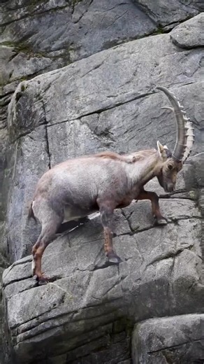 Mountain Goat Solves It: Viral Goat Facts and Clip