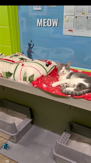 🐾✨ Welcome to Kitty Land ✨🐾 Where the naps are legendary, the toys are plentiful, and the purrs are top-tier. 😻 Our cats are living their best lives while they wait for their forever homes, climbing, playing, lounging, and judging us (lovingly). 🎥 Hit play to see what a day in Kitty Land looks like… 💬 Tell us in the comments: which kitty stole your heart? 🏡 Ready to make one of these cuties part of your family? Come and meet them! #KittyLand #CatVideo #AdoptDontShop #ShelterCats #PurrfectM