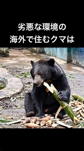 劣悪な環境で育つ海外のクマはガリガリ