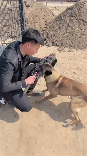 🐶 Unbelievable Dog Reflexes! You Won’t Believe What Happens Next! 😱