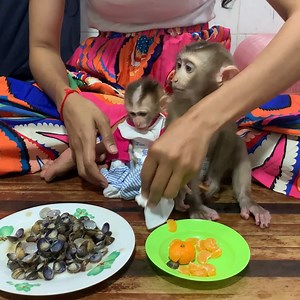 36K views · 465 reactions | All adorable baby monkey hungry they help mom cooking food for dinner | The Freshly | Facebook