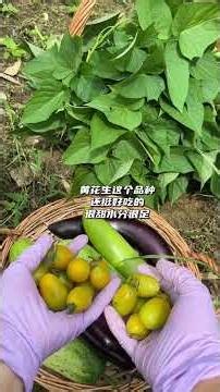 Immersive Harvest Diary | Passion Withstands Time: Gathering Nature's Ultimate Bounty #naturevlog