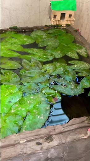 First Glimpse of Nemo’s Speed ⚡🐟 | Fastest Fish in the Pond!