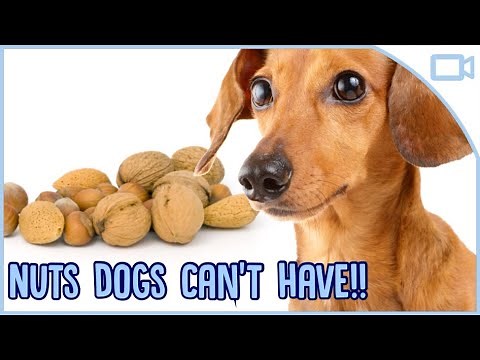 Which Nuts Can Dogs Eat?
