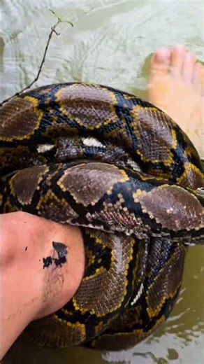 Python in Water! 🐍 Expert’s Safe Handling (Never Try This) #WildlifeRescue #Adventure