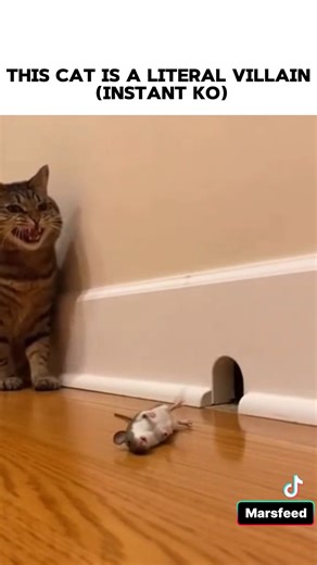 Cat Uses GAS ATTACK on Mouse! 🤢💨