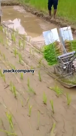 TUNAUZA MASHINE YA YA KISASA YA KUPANDIA MPUNGA | TWO ROW MANUAL RICE PLANTER | MASHINE YA KUPANDIA MPUNGA Call/Text/WhatsApp: 255 712 25 31 02 @joackcompany @mifugo_tz @kilimo_tz @afyakiganjani @joackagrovet @joackanimalclinic @joackbagamoyo Muda wetu wa kazi ni saa 1 Asubuhi hadi saa 5 Usiku (7:00am - 11:00pm) Ofisi zetu zipo Tegeta-Wazohill Dar es salaam na Bagamoyo TWO ROW MANUAL RICE PLANTER Hii ni mashine maalumu kwajili ya kupandia mpunga, mashine hii haitumiii umeme, patroli wala dizeli,