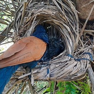 9K views · 315 reactions | The little birds in the nest get very special food to eat. | Review All Birds | Facebook