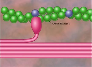 Myofilament Contraction | MedSources