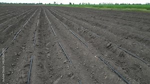 Drone view of an agricultural landscape with drip irrigation pipes, ready to support the growth of crops through efficient watering systems.