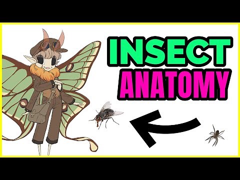 🔴 How to Draw MOTH CHARACTERS