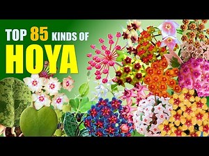 TOP 85 HOYA PLANT VARIETIES! | HERB STORIES