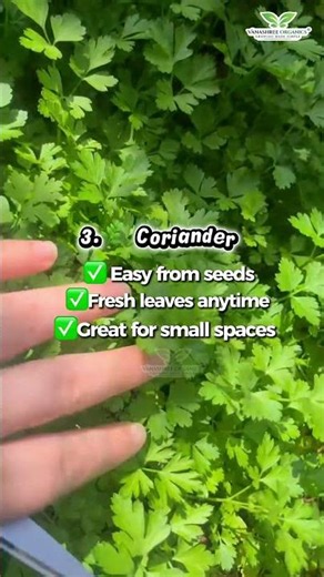 🌿 Starting your gardening journey? These are some of the easiest plants