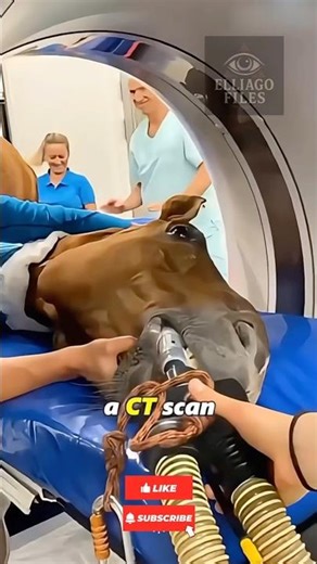 Animals in CT Scans Are HILARIOUS 😳🐾 (You’ve NEVER Seen This!)