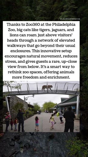 Big Cats Above You 🐅🌉