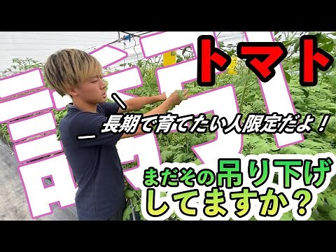 【トマト】初心者でも簡単な誘引の方法！長期間育てたい人必見！
