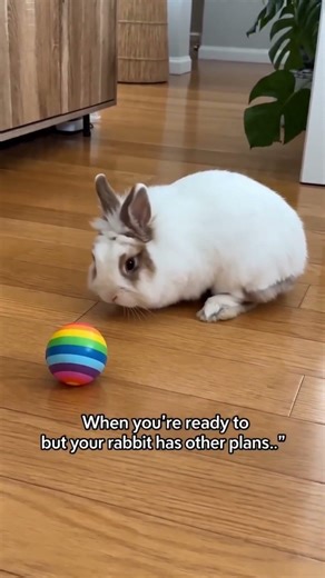 When Your Rabbit Tries to Play Fetch but Gets Distracted! 😂 #shorts"