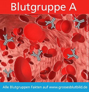 Blutgruppe A » Charakter und Faktenüberblick Blutgruppe A »