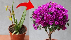 2.4M views · 42K reactions | Mastering Flower Propagation with This Little-Known Secret | DIY Balcony Garden | Facebook