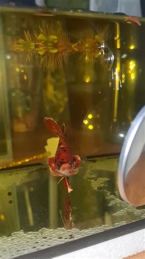 6cm Body Copper Variant Giant #bettafish #giantbetta #betta #SerDBettaFish | Ser D Betta Fish