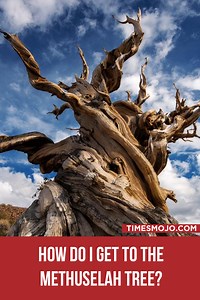 How do I get to the Methuselah tree? - TimesMojo