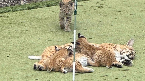 Adorable bobcat family takes over Calgary backyard