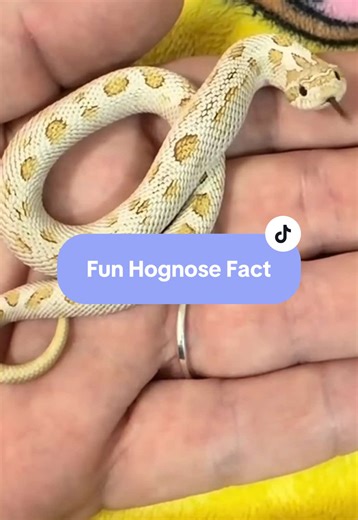 Hognose snakes aren’t just found in the U.S. They live across North America 🌎 These little drama noodles prefer sandy soil, fields, forests, and scrubland where they can dig with their upturned “shovel” noses. They’re famous for bluffing, playing dead, and even specializing in eating toads. #hognosesnake #reprilesoftiktok #funfact #wildlifefacts #educationaltiktok