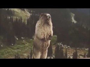 groundhog screaming meme original