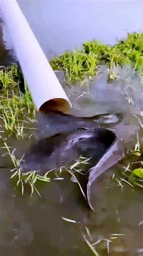 The process of fishing = good methods can do more with lessOptimized Title: