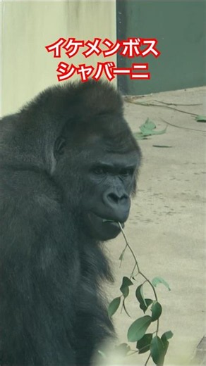 Shabani, the handsome boss【東山動物園ゴリラ】 #gorilla #shabani