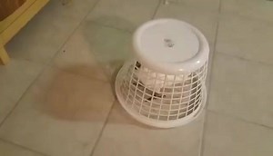 143K views · 3.6K shares | a good way to keep Maya confined while I cleaned her cage :) Courtesy: Melissa Wood | PET Paradise | Facebook