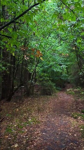 Rainy Forest Path – 4K Ambient Walk with Natural Rain Sounds