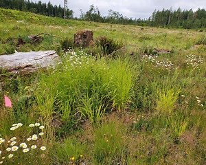 JBLM Works To Root Out Invasive, Noxious Weed