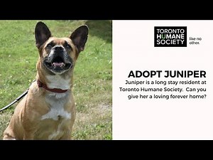 Adopt Juniper - A Long Stay Dog From Toronto Humane Society