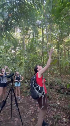Monkey Moments in Corcovado! 🐒 While exploring the trails of Corcovado National Park in the remote Osa Peninsula in Costa Rica, our guests were treated to an unforgettable jungle show — Spider monkeys and Squirrel monkeys jumping, swinging, and swatting from the trees above! You can hear the excitement in everyone’s voices as they watch these two species interacting right overhead. 😍 Moments like this are what make Corcovado so special! 🎥 Captured by our amazing guide Andy during a 3-day tour