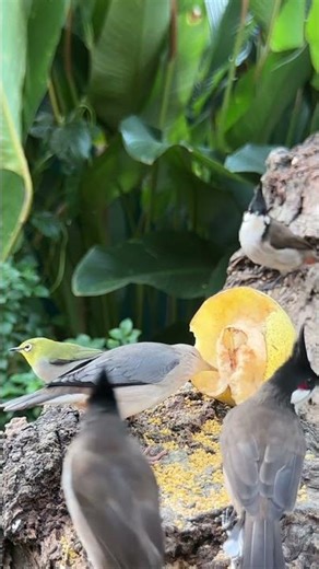 NaturePurr 4K – Relaxing Cat TV | Birds, Squirrels & Nature Sounds for Cats #cattv #tvforcats #birds