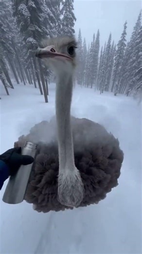 This Ostrich Was Frozen Solid… Until a Snowboarder Stopped