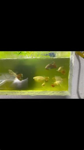 青花瓷配色，水里的中国风。#中国斗鱼#斗鱼 #小鱼繁殖