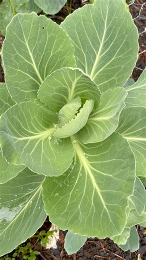 Gardening #growvegetables #backyardgardening #homegardening #summergarden #growyourownfood