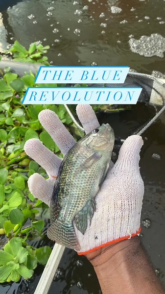 The growth cycle of tilapia~ -grow 1000’s of tilapia in your backyard with ease #backyardtilapiafarm #bluerevolution #tiktokghana🇬🇭 #homegrown #tilapia #farmlife #farminginghana #Ras #urbanfarming